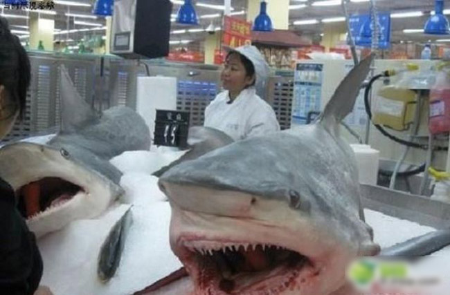 Cá mập được bán ở siêu thị Walmart, Trung Quốc.
